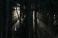IMG_5013 artsy fog and sun through dark trees